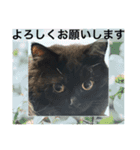 黒猫 ルナ院長35にゃんめ（個別スタンプ：7）