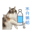 ミケねこ福ちゃん【よく使う言葉】2 修正版（個別スタンプ：3）