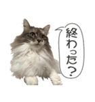 ミケねこ福ちゃん【よく使う言葉】2 修正版（個別スタンプ：7）