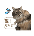 ミケねこ福ちゃん【よく使う言葉】2 修正版（個別スタンプ：9）