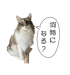 ミケねこ福ちゃん【よく使う言葉】2 修正版（個別スタンプ：11）