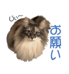 ミケねこ福ちゃん【よく使う言葉】2 修正版（個別スタンプ：12）