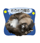 ミケねこ福ちゃん【よく使う言葉】2 修正版（個別スタンプ：16）