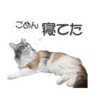 ミケねこ福ちゃん【よく使う言葉】2 修正版（個別スタンプ：18）