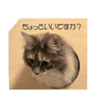 ミケねこ福ちゃん【よく使う言葉】2 修正版（個別スタンプ：20）