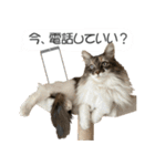 ミケねこ福ちゃん【よく使う言葉】2 修正版（個別スタンプ：23）