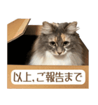 ミケねこ福ちゃん【よく使う言葉】2 修正版（個別スタンプ：24）