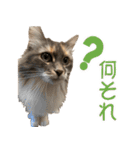 ミケねこ福ちゃん【よく使う言葉】2 修正版（個別スタンプ：25）