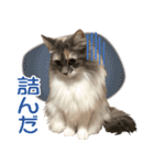 ミケねこ福ちゃん【よく使う言葉】2 修正版（個別スタンプ：38）