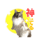 ミケねこ福ちゃん【よく使う言葉】2 修正版（個別スタンプ：40）