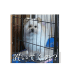春草、1歳。スタンプ（個別スタンプ：5）