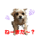 弦之介2（個別スタンプ：3）
