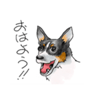 保護犬バンの暮らし 001（個別スタンプ：1）