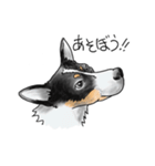 保護犬バンの暮らし 001（個別スタンプ：6）