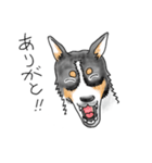 保護犬バンの暮らし 001（個別スタンプ：12）