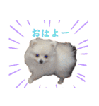 我が家のアイドル姫（個別スタンプ：1）