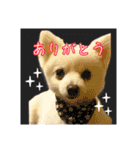 我が家のアイドル姫（個別スタンプ：5）