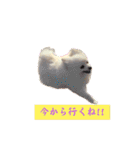 我が家のアイドル姫（個別スタンプ：13）