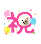 我が家のアイドル姫（個別スタンプ：17）