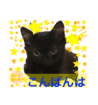 黒猫 ルナ院長36にゃんめ（個別スタンプ：4）