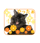 黒猫 ルナ院長36にゃんめ（個別スタンプ：8）