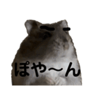 眉毛があってかわいいミッシェルと効果音（個別スタンプ：19）