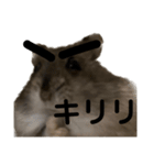 眉毛があってかわいいミッシェルと効果音（個別スタンプ：36）