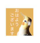 オカメインコ「こゆきちゃん」の朝（個別スタンプ：2）