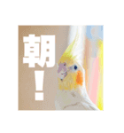 オカメインコ「こゆきちゃん」の朝（個別スタンプ：3）