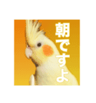 オカメインコ「こゆきちゃん」の朝（個別スタンプ：4）