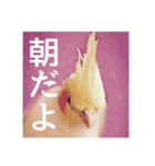 オカメインコ「こゆきちゃん」の朝（個別スタンプ：8）