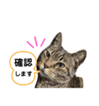 ねこのチビちゃんとトラちゃんたち（個別スタンプ：14）