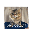 陽翔さんとガロ（個別スタンプ：21）