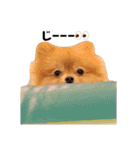 ポメラニアンのころんとぴぃなっつ①（個別スタンプ：26）