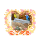 めちゃかわいいインコ（個別スタンプ：1）