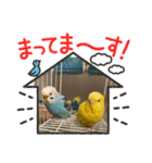 めちゃかわいいインコ（個別スタンプ：6）