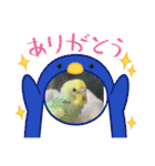 めちゃかわいいインコ（個別スタンプ：22）