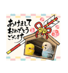 めちゃかわいいインコ（個別スタンプ：30）