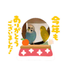 めちゃかわいいインコ（個別スタンプ：32）