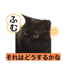 黒猫 ルナ院長37にゃんめ（個別スタンプ：1）