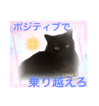 黒猫 ルナ院長37にゃんめ（個別スタンプ：2）