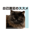 黒猫 ルナ院長37にゃんめ（個別スタンプ：8）