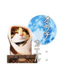 猫のぐりのスタンプ  4（個別スタンプ：12）