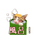 猫のぐりのスタンプ  4（個別スタンプ：13）