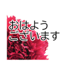 *花*カーネーション ていねいVer.（個別スタンプ：3）