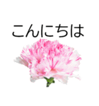 *花*カーネーション ていねいVer.（個別スタンプ：4）