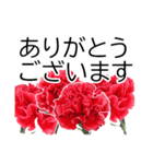 *花*カーネーション ていねいVer.（個別スタンプ：24）