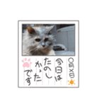 麗しのネコ（個別スタンプ：4）