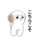 Stickers_Shih Tzu_j シーズースタンプ（個別スタンプ：3）