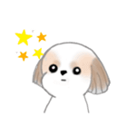 Stickers_Shih Tzu_j シーズースタンプ（個別スタンプ：34）